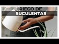 CÓMO REGAR SUCULENTAS Y CACTUS Y CUANDO SE RIEGAN | CHICA SUCULENTAS