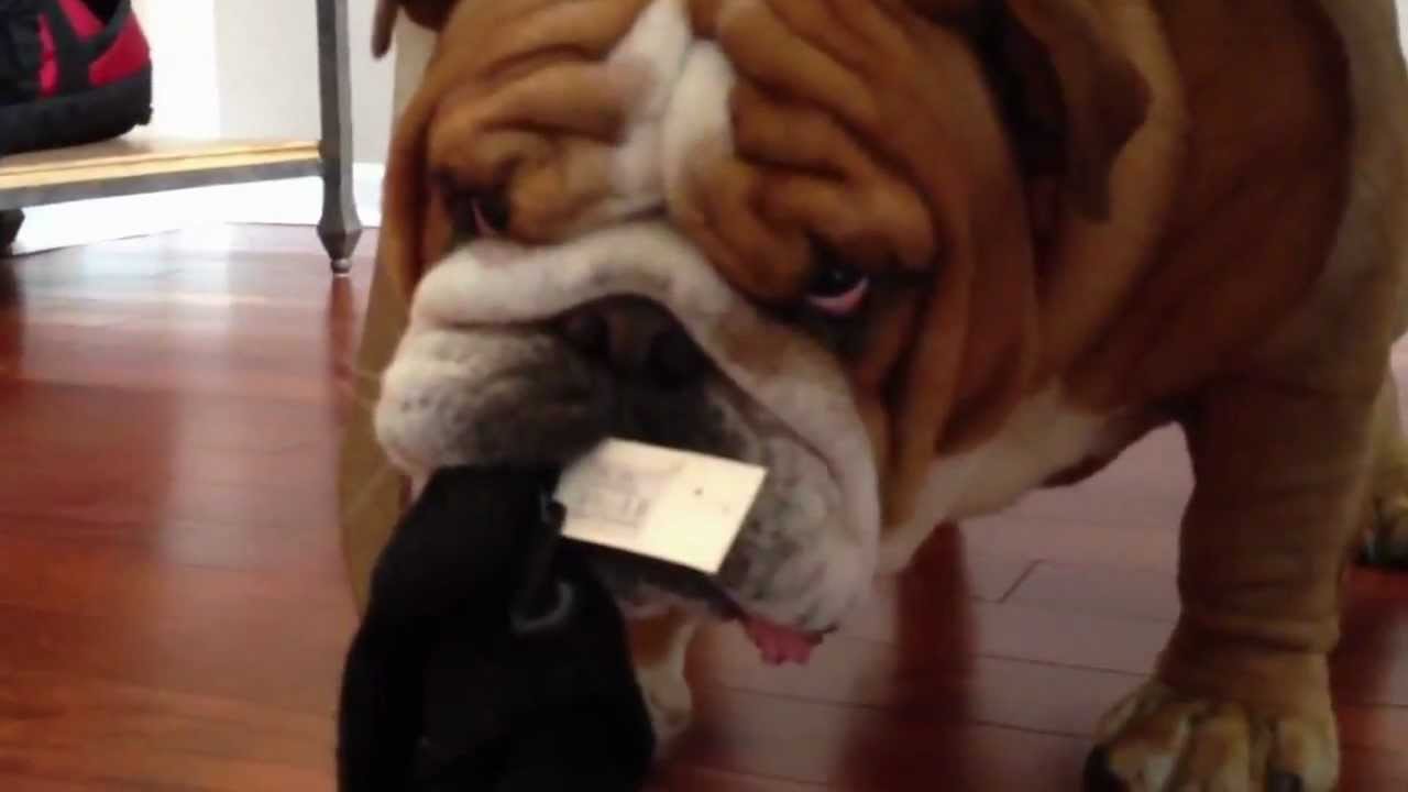 Naughty English Bulldog Thief Steals Everything YouTube