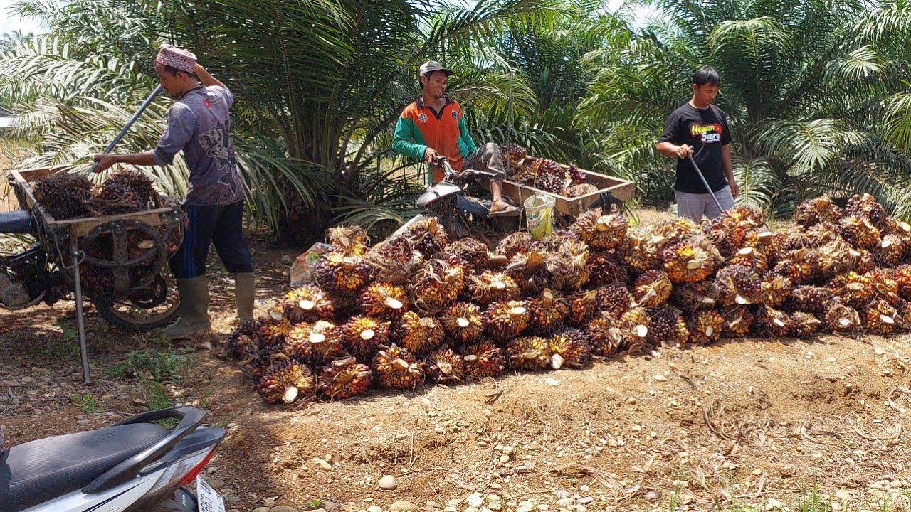 PANEN BUAH SAWIT TOPAZ  200 BATANG USIA 2 TAHUN 9 BULAN