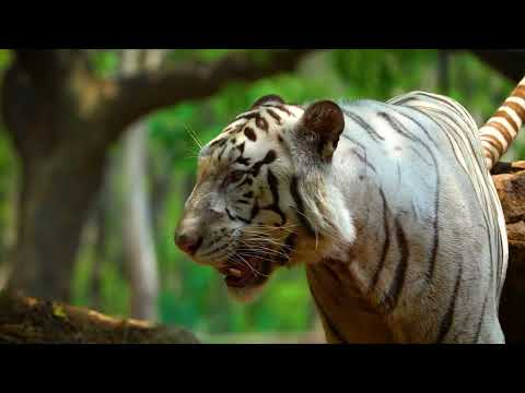 white tiger closeup walking|sony a6400 with 200600GM #wildlife #creator #youtube #viral #viralvideo