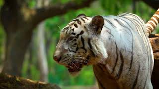 white tiger closeup walking|sony a6400 with 200600GM #wildlife #creator #youtube #viral #viralvideo