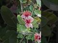 #feijoa #pineappleguava #guavasteen #foraging #flower #flowers #fiori #fragola #strawberry #mirto