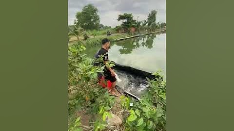 Vlogs 56 Bồi cá - Hồ câu Thái Dương 0933110009 KP Tân Ba, P. Thái Hòa, Tân Uyên, Bình Dương