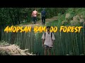 Visiting The Famous Ahopsan Bamboo Forest In Busan Southkorea Vlog46 
