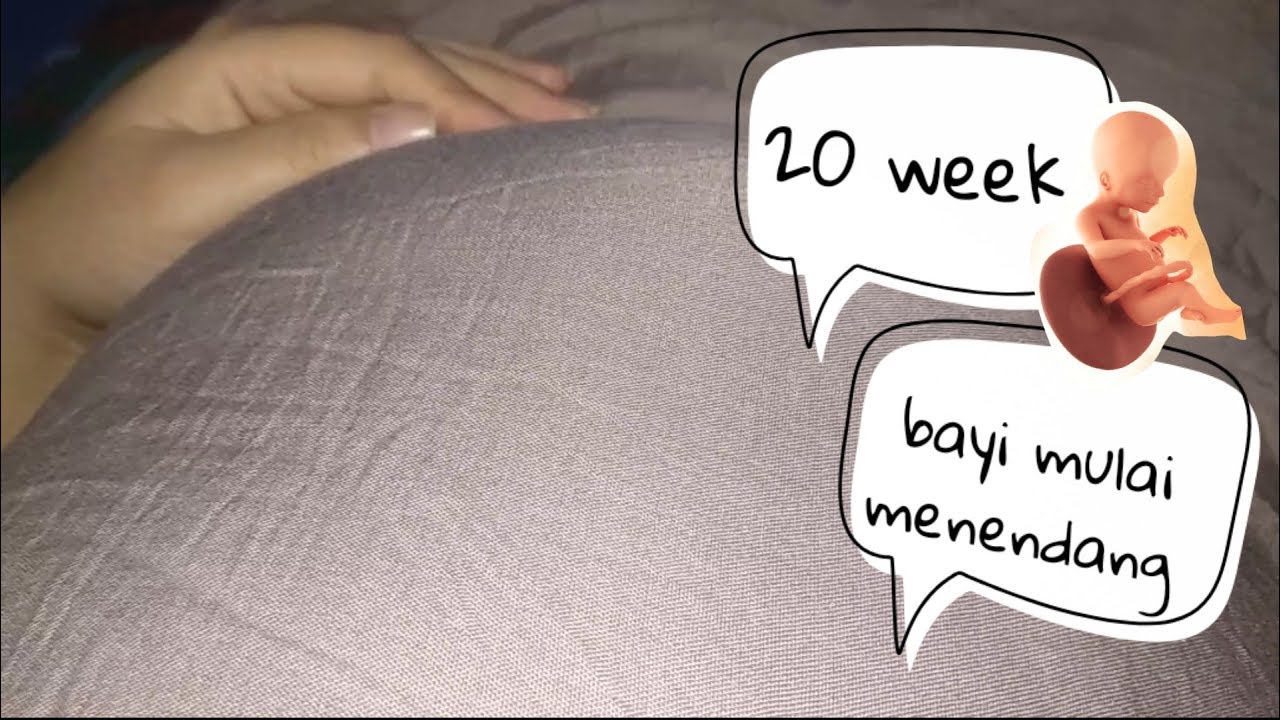 Perkembangan janin usia 20 Minggu YouTube
