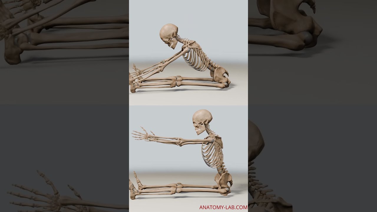 Unlock The Secret To Your Flexibility Hip Joint Anatomy Explained 