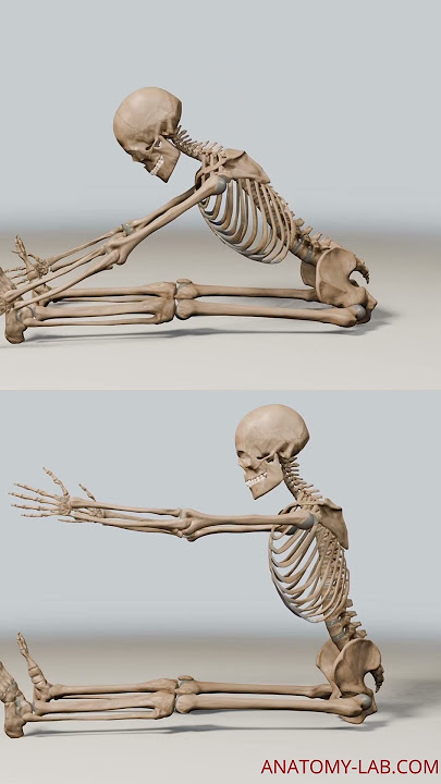 Unlock the Secret to Your Flexibility: Hip Joint Anatomy Explained!