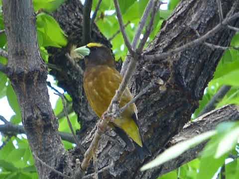 evening grosbeak call note