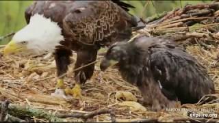 Decorah North Eagles,Floppy Fish & Wad Of Grass/Hay 5/16/19