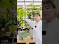 ウンベラータの幹、ヒョロヒョロになってない？？幹を太くしたいなら必見です👀 #観葉植物 #インテリアコーディネート #植物 #観葉植物のある暮らし