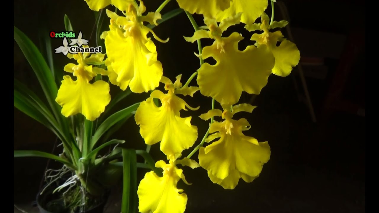 Oncidium Gower Ramsey  Pure Yellow | Dancing lady all yellow | lan vũ nữ mật ngọt