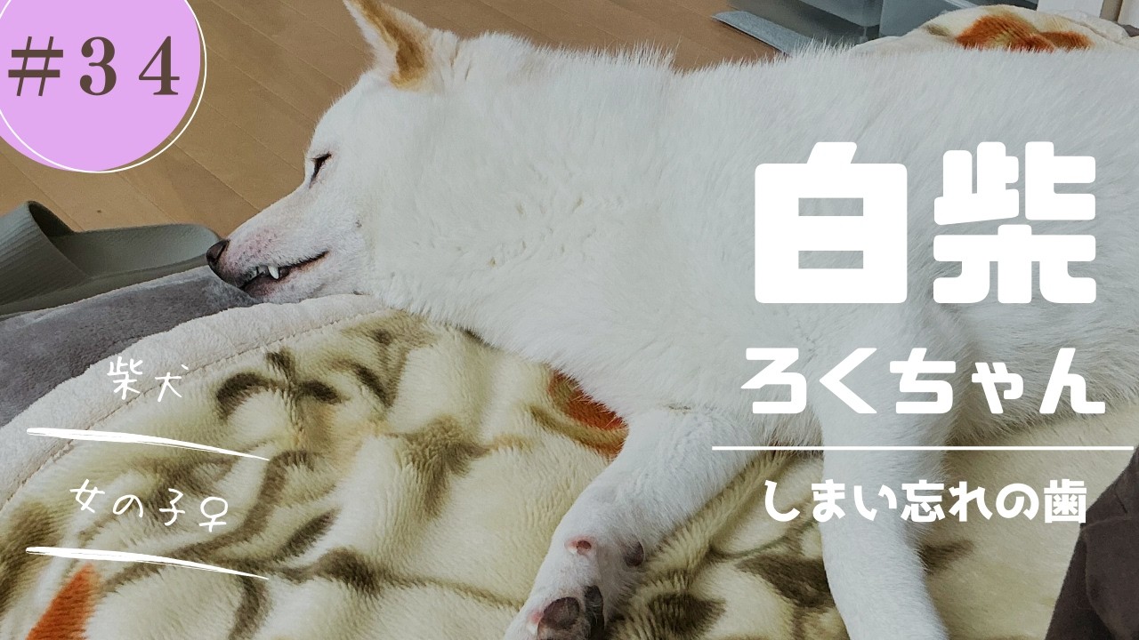 しまい忘れの歯