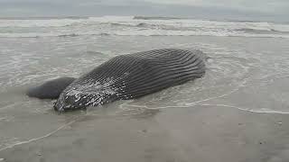 Opposing offshore wind energy events discuss future of NJ wind farms, sea mammal strandings