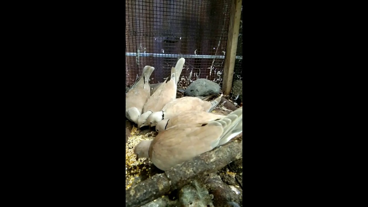 Tips burung puter 
