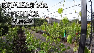 видео: НАШ ВИНОГРАДНИК НА 28 05 25 картинка: НАШ ВИНОГРАДНИК НА 28 05 25