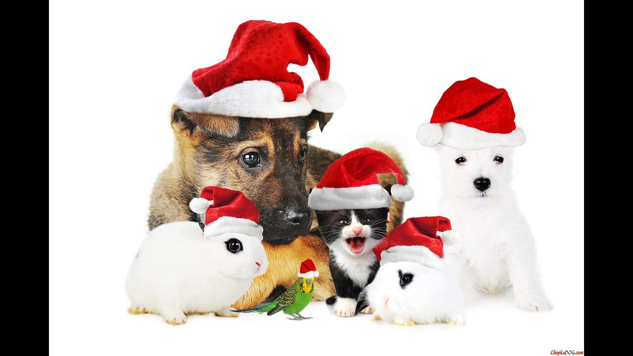 Christmas Animals YouTube