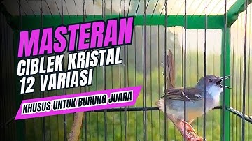 CIBLEK KRISTAL Gacor Ngebren MEWAH 12 Variasi Mewah Untuk MASTERAN BURUNG Ciblek Semi dan Pancingan