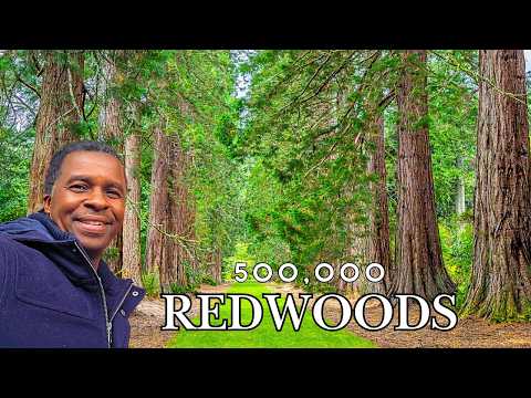 Why 500,000 Giant Redwoods Thrive in the UK | Dr. Mac Outside