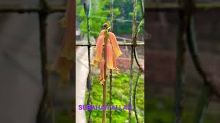 Aloe vera Flowershort subahanallah pinkflowers super nature