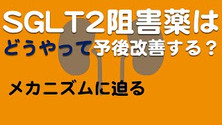 【SGLT2阻害薬】の予後改善メカニズム