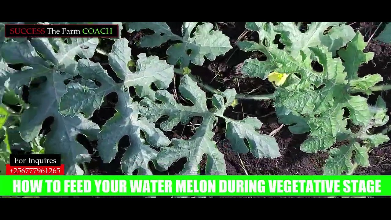 How best can A farmer look after a water melon crop during its Vegetative stage!!!