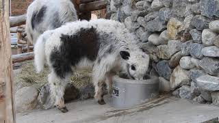お水を飲むヤクの赤ちゃん　Yak　2015 1124