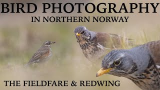 BIRD Photography // from Photo blind // The FIELDFARE & REDWING by Alfred Lucas 462 views 1 year ago 11 minutes, 45 seconds