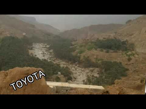 شخاوي السمر