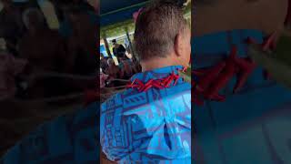 Saofa'i i Safotulafai Fogāpoa, Savaii mo le suafa Namulau'ulu 2025