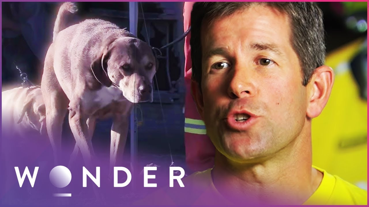 Rescue Dog Saves People Trapped Beneath Collapsed Building | Pet Heroes S1 EP19 | Wonder