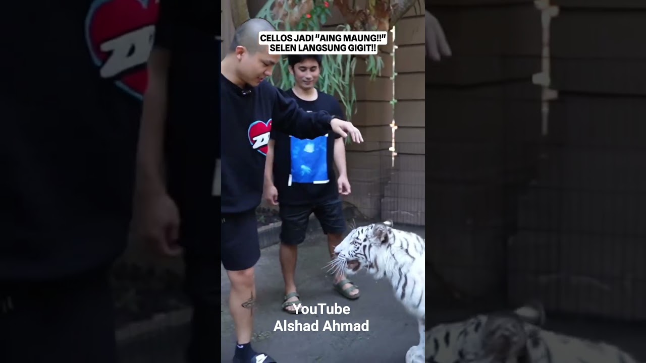Maung Cellos bitten by Maung Selen 😂 #animals #tiger #tigershorts #shorts