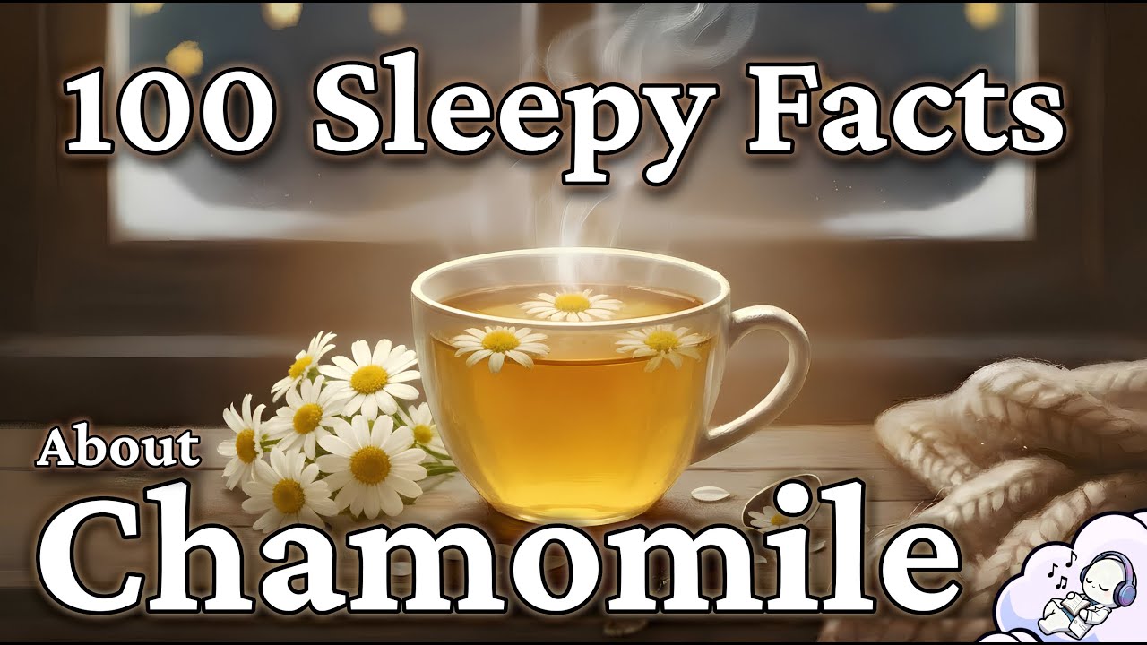 The Most Relaxing Facts About Chamomile to Fall Asleep To