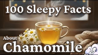 The Most Relaxing Facts About Chamomile to Fall Asleep To