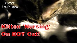 Kittens Try To Nurse On Our Boy Cat, Noah ~ Foster Litter #3