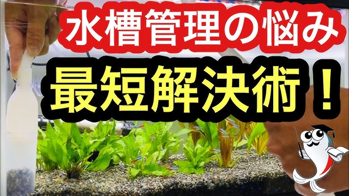 水槽の水が白く濁る原因はこれだった 白にごりの原因と対策をプロがやさしき解説します Youtube