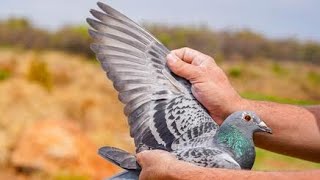 5. acebird, 15. final & Winner 500,000 US Dollar Afrika Pro Series ‘22