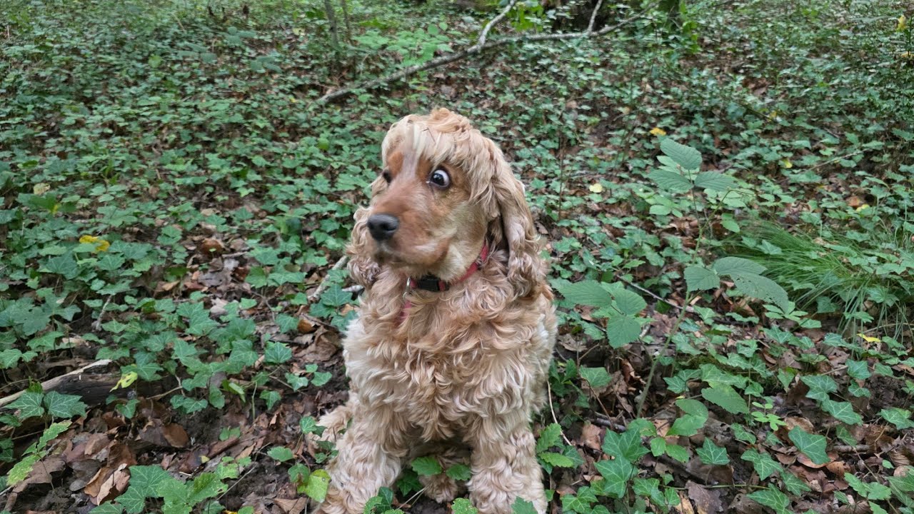 Cèpes partie (c'est parti) 12/09/25