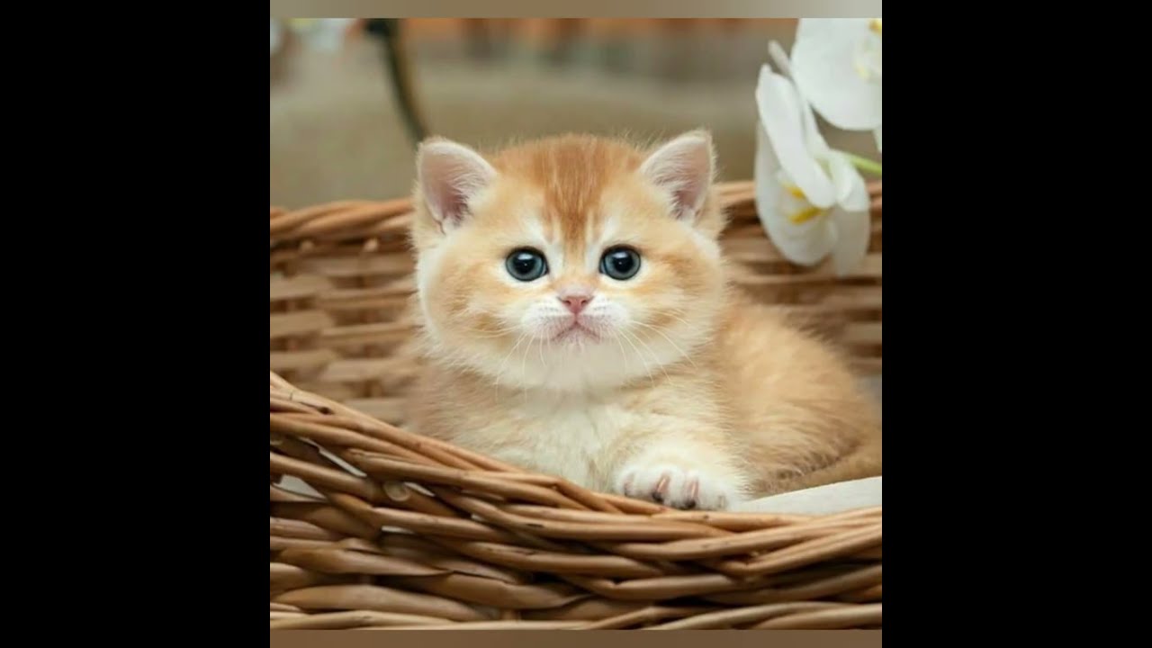 #viral #kittens #catvideos #cuteanimals ❣️❣️