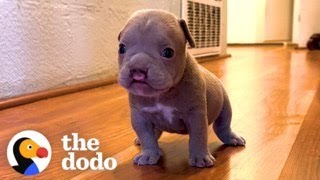 Tiny Cleftie Puppy Pounces On His Pittie Brothers | The Dodo