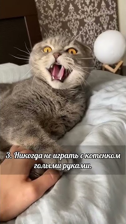 Воспитай кота правильно! - YouTube