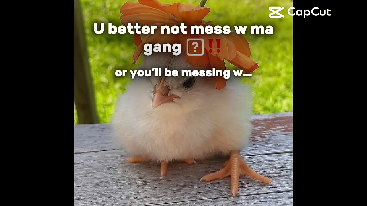 Dont mess with this gang…..