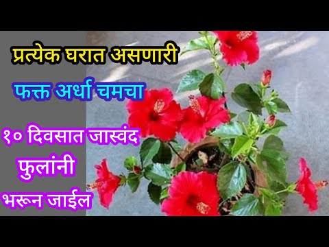 घरातील या वस्तूंच्या वापराने जास्वंद फुलांनी भरून जाईल||Organic fertilizer||#spgardeningmarathi