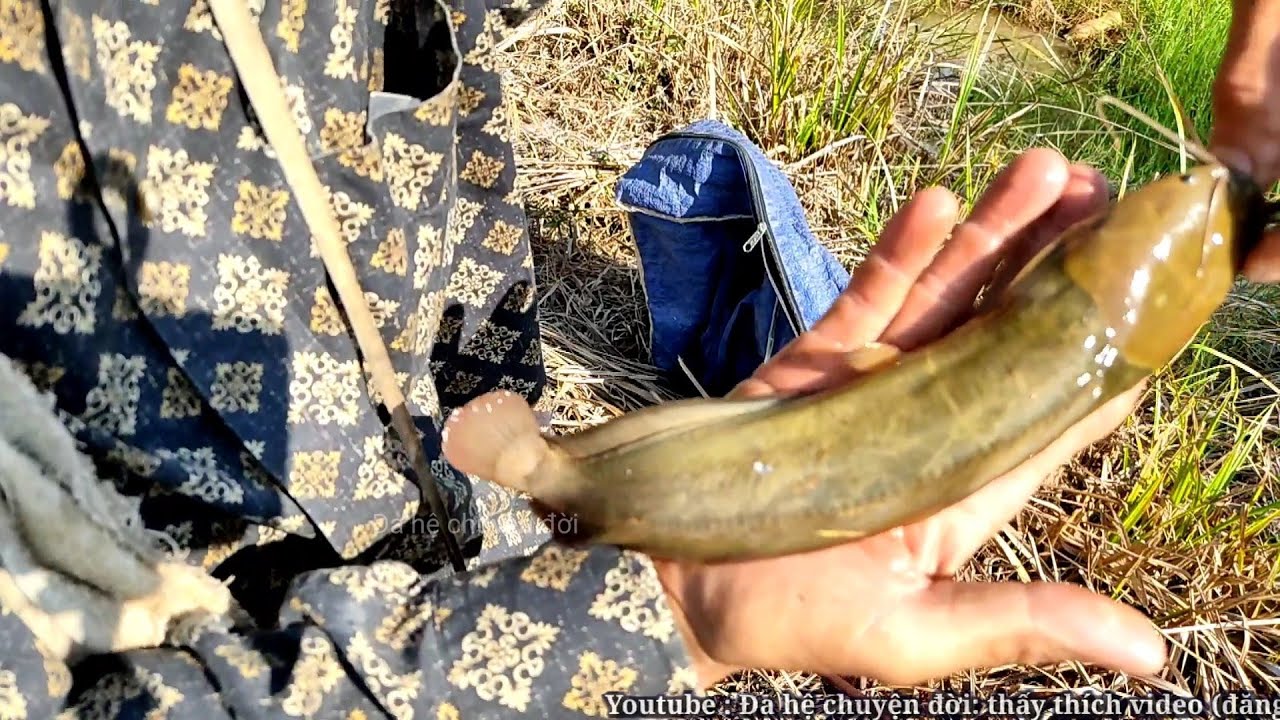 Câu cá trê vàng, ngày thứ 3 cá ăn liên tục (video 18)@3ruong