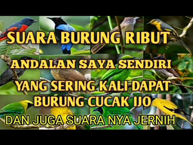 suara burung ribut kombinasi kutilang mas dan cucak ijo mini suara ampuh class=