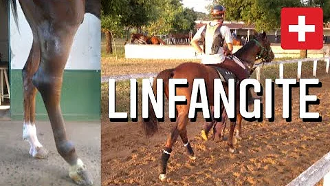 Como tratar linfangite em cavalos?