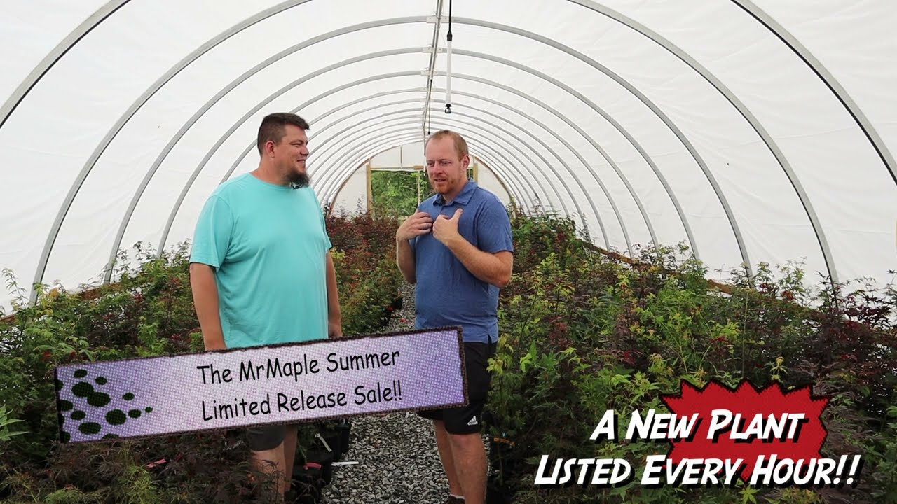 Limited Availability Sale — Mr Maple │ Buy Japanese Maple Trees