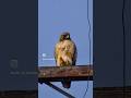 Red-Tailed Hawk of Northern California - #birdsofinstagram #reels #wildlife #wildlifephotography