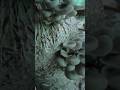 masurum 🍄🍄🤤#youtubeshorts #viral #video