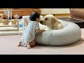 子守に疲れてるかと気を遣って呼んだけど、離れる気はないラブラドールレトリーバー