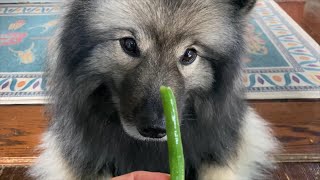 My Dogs Eat Watermelon And Green Beans!